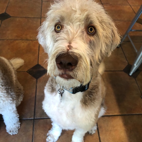 Meet your Posher, Michaela - Picture 1 of 1